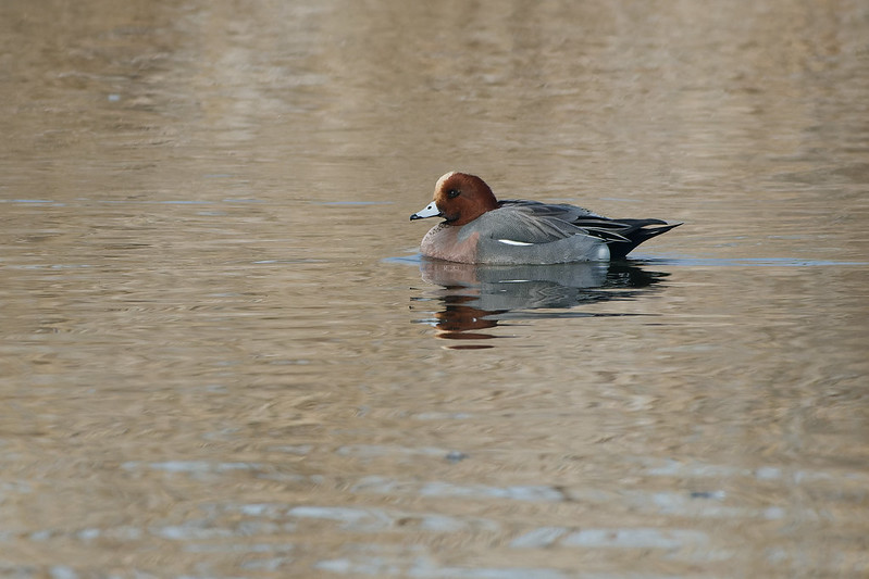 Canard siffleur.jpg